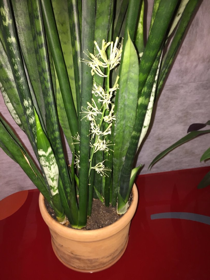 Цветок тещин язык