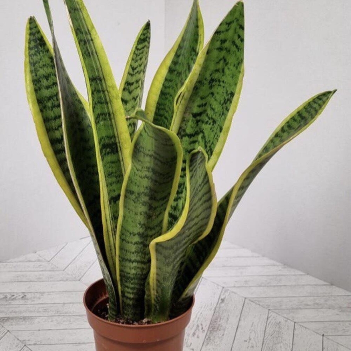 Сансевиерия лауренти