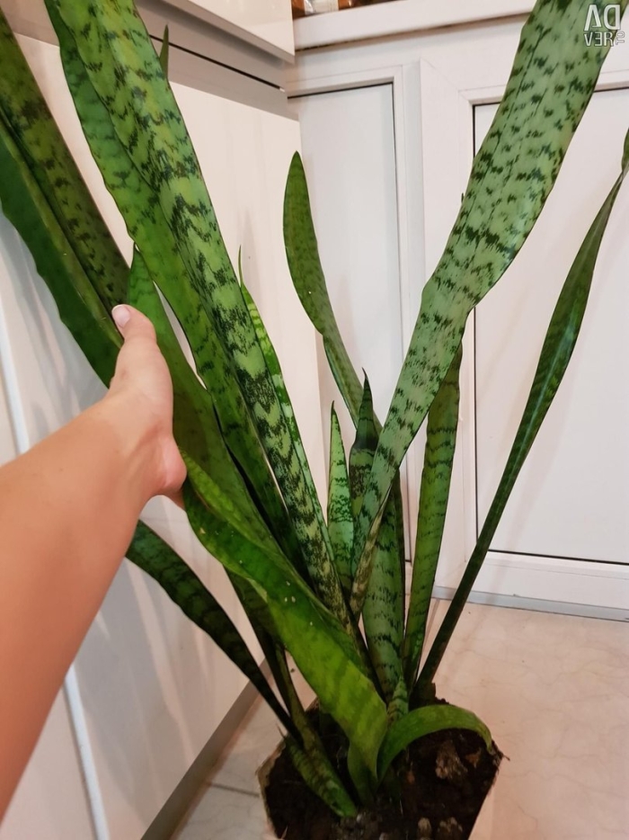 Цветок тещин язык