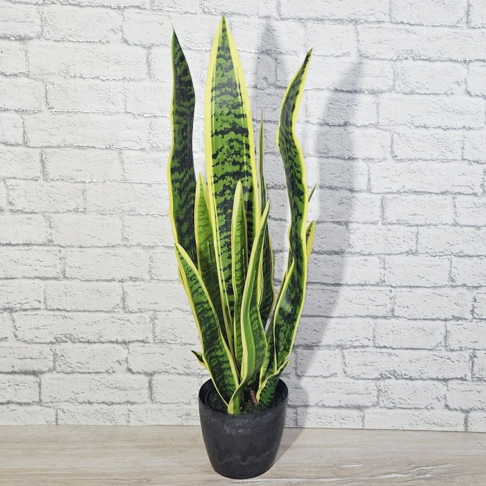 Растение сансевьера