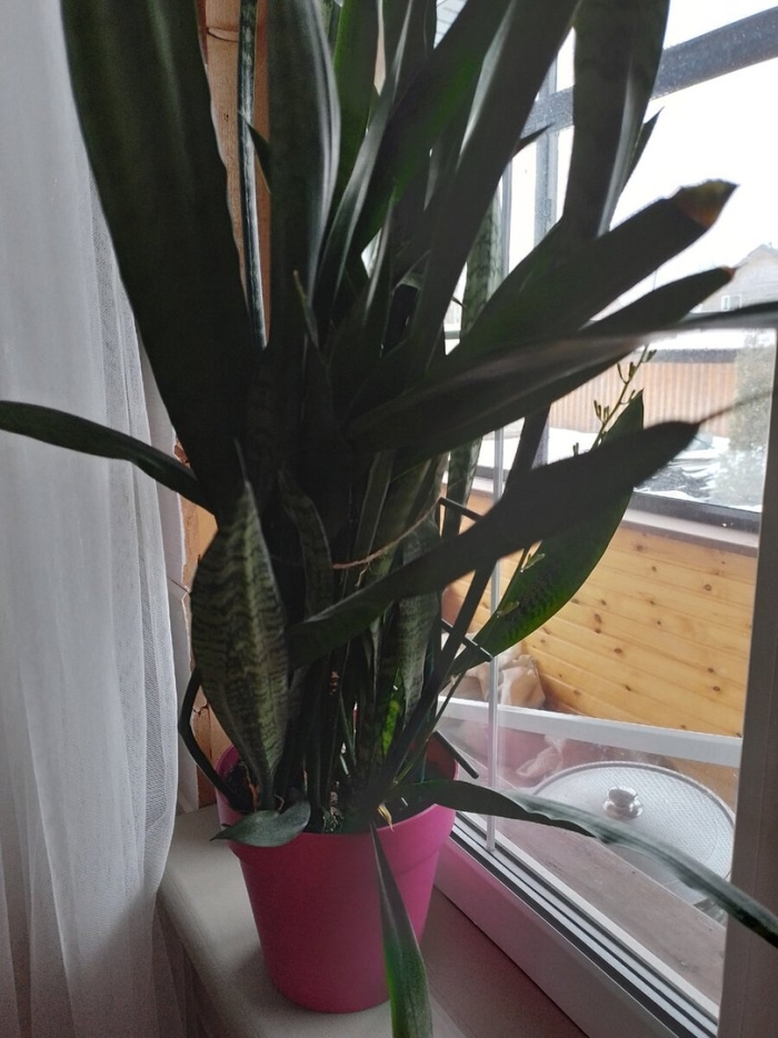 Растение тещин язык