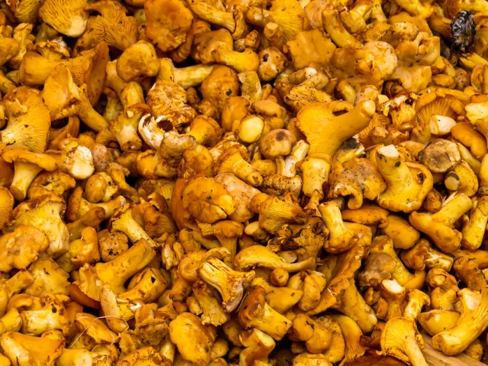 Лисичка гриб