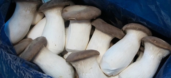 King oyster mushroom