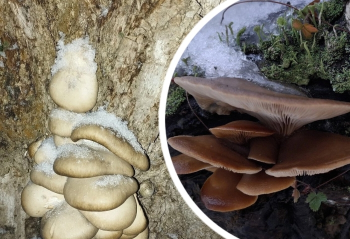 Вёшенка устричная pleurotus ostreatus