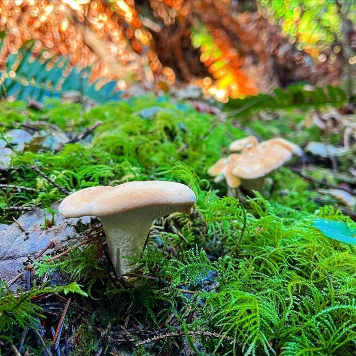 Ежовик желтый гриб