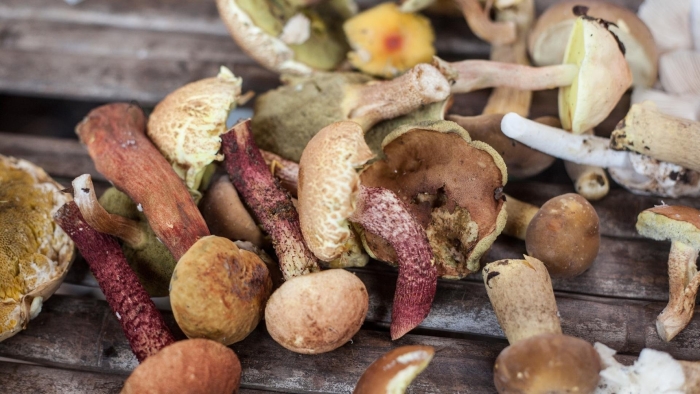 Сухие грибы