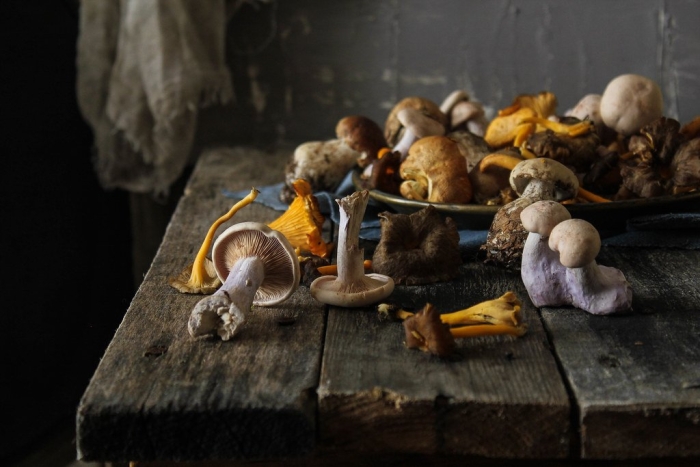 Гриб в лесу