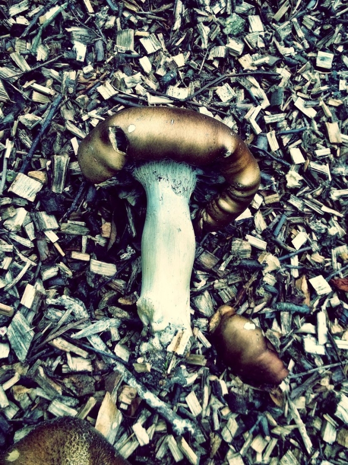 Гриб мокруха пурпуровая