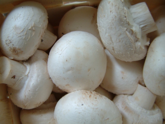 Гриб шампиньон