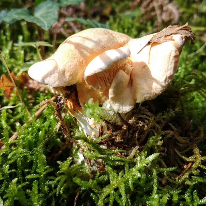 Ежовик желтый гриб