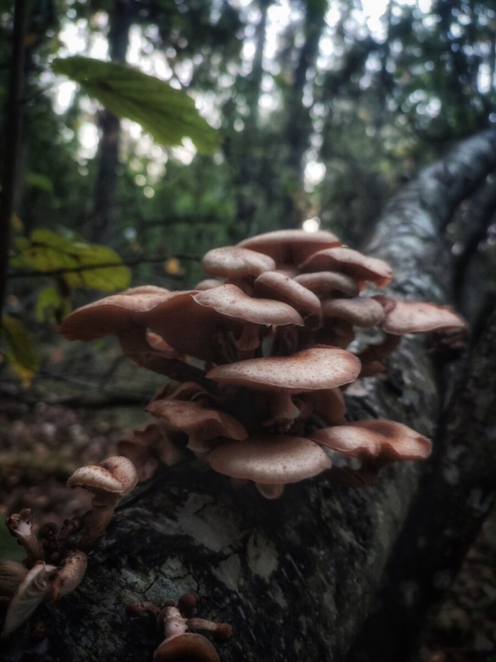 Пеньковые опята