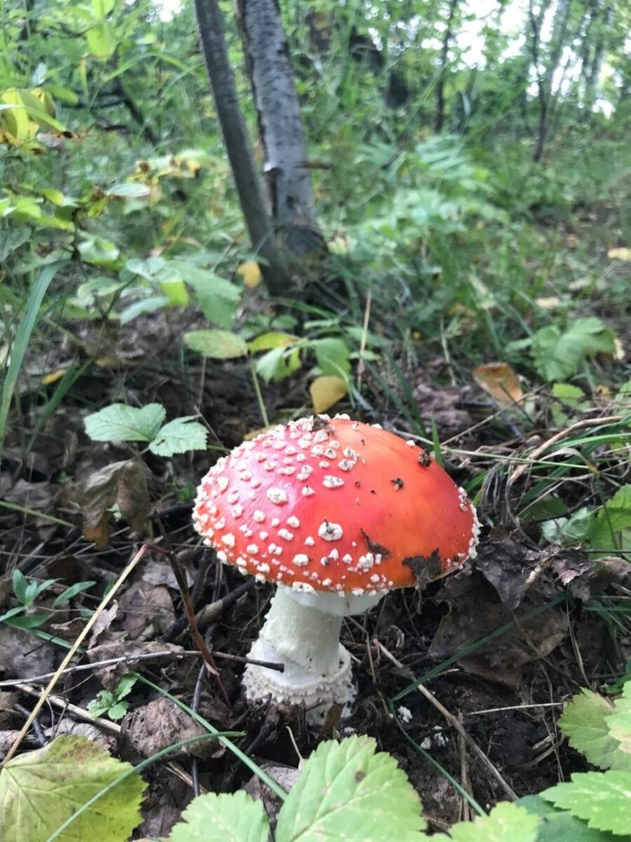 Красный мухомор