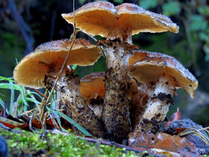 Грибы приморского края опята