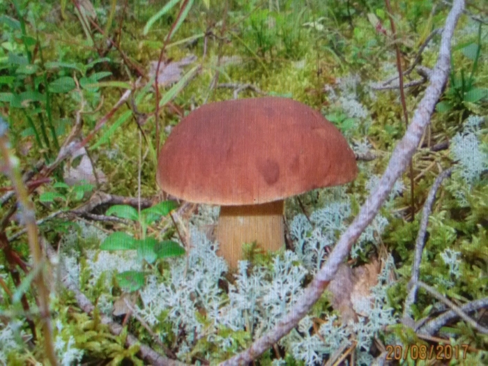 Грибочек боровичок