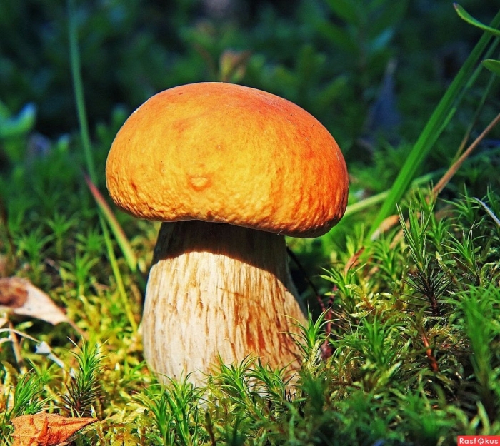 Грибная пора