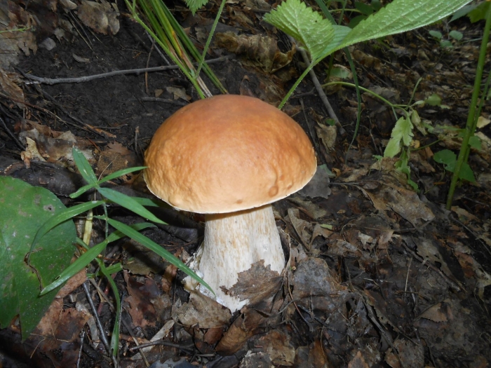 Боровичок гриб