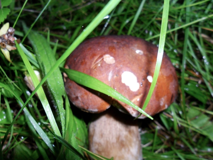 Лесной гриб