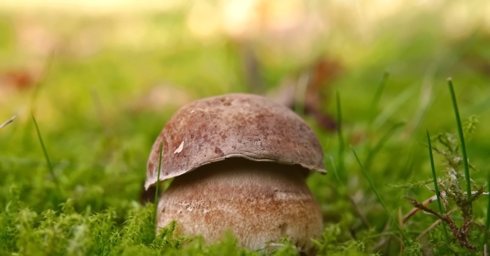 Боровичок гриб