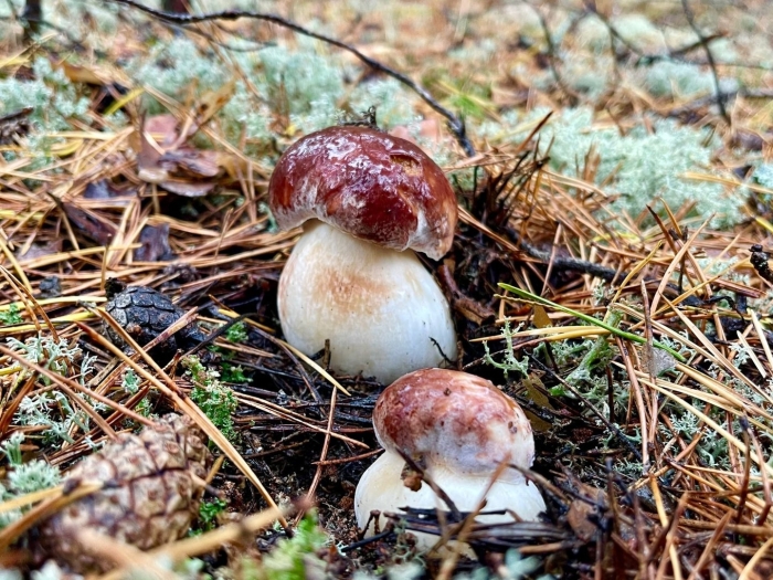 Съедобные грибы псковской области