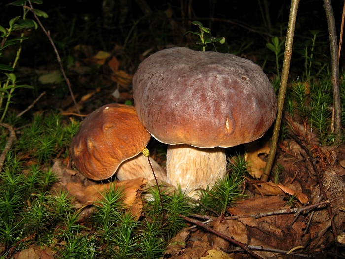 Белый гриб боровик