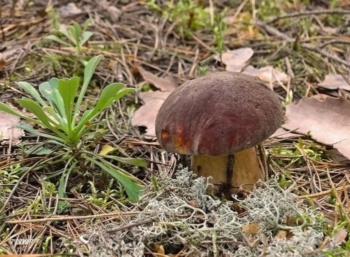 Гриб боровик сосновый