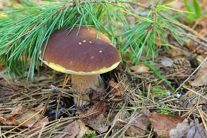 Белый гриб еловый боровик