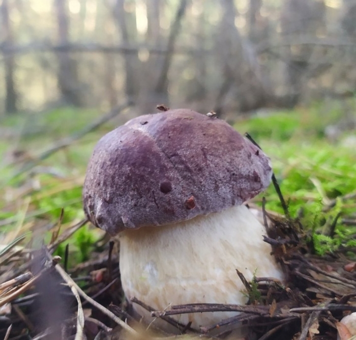 Белые грибы