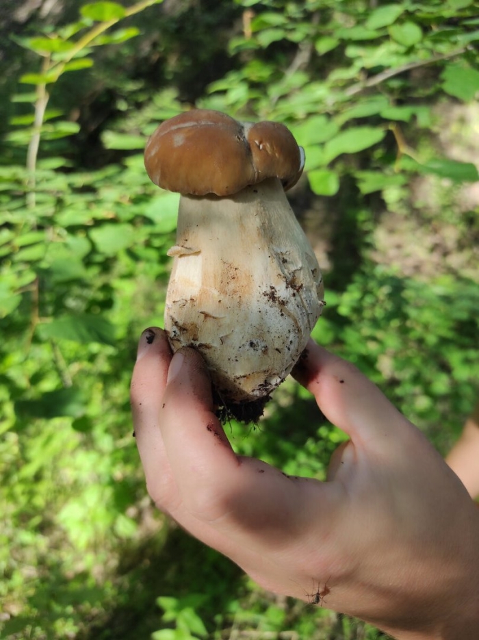 Гриб в лесу