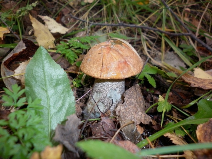 Красный подосиновик