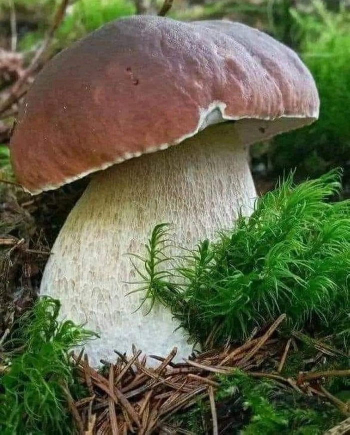 Боровик гриб