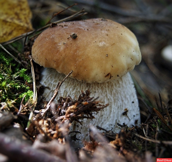 Гриб белый