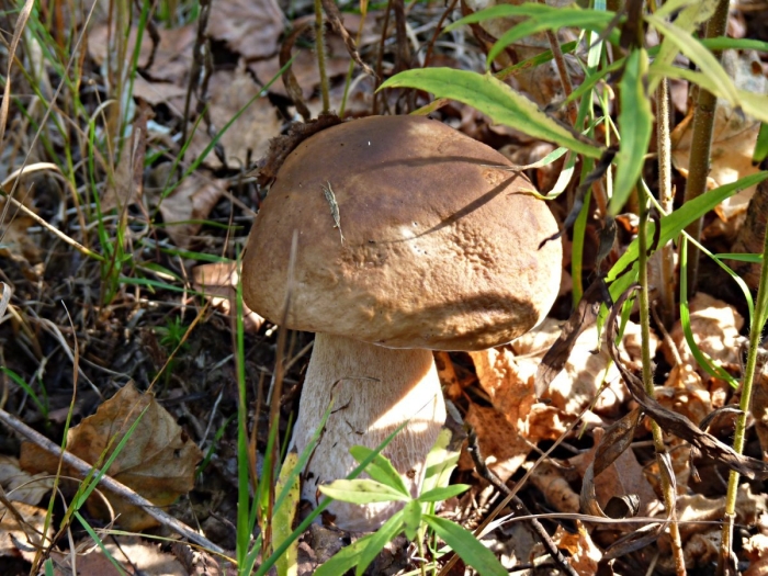 Boletus reticulatus