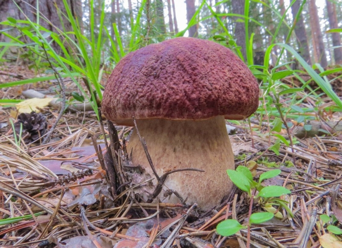 Боровик красноголовик