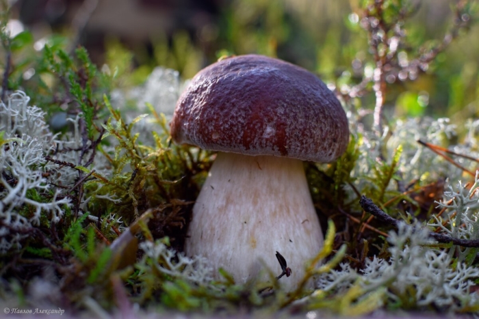 Гриб боровик