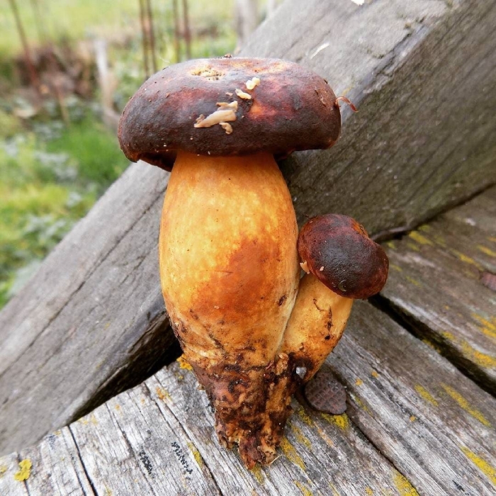 Боровичок гриб