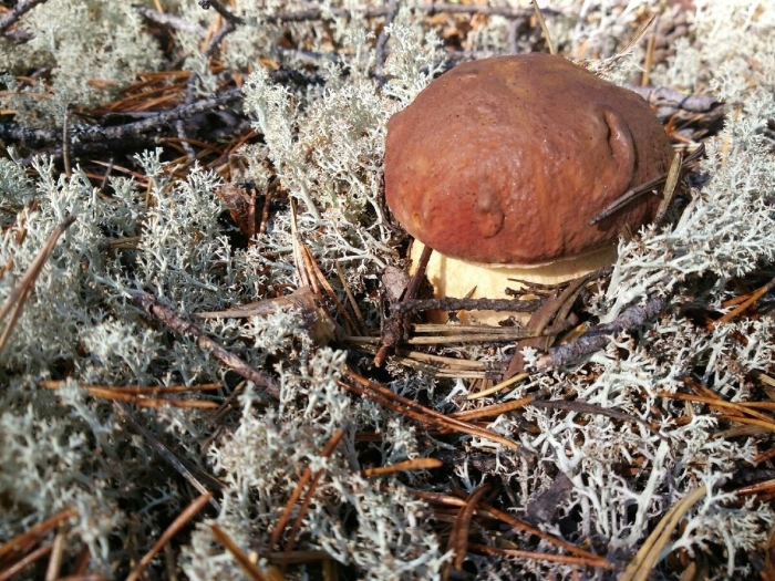 Боровичок гриб