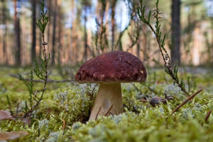 Грибы в сосновом бору