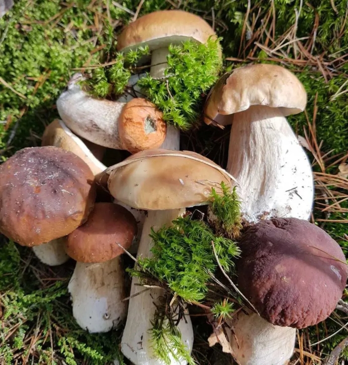 Грибы белый гриб