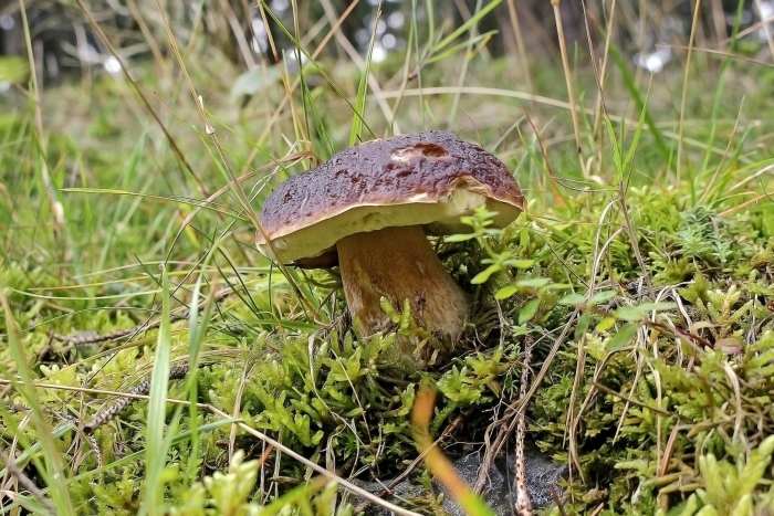 Белый гриб боровик