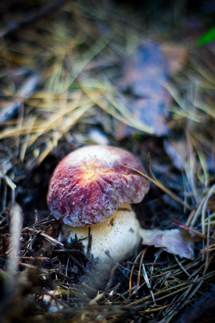 Боровик гриб