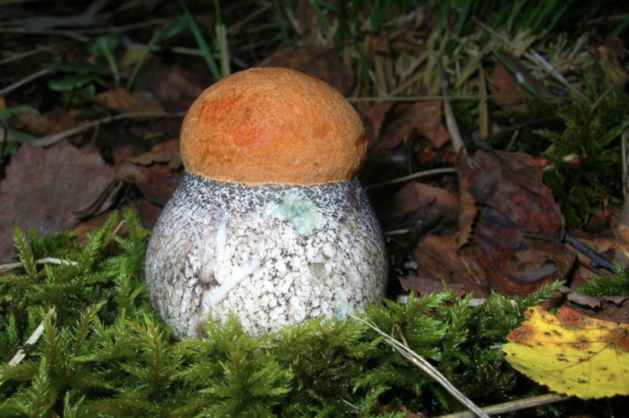 Гриб подосиновик