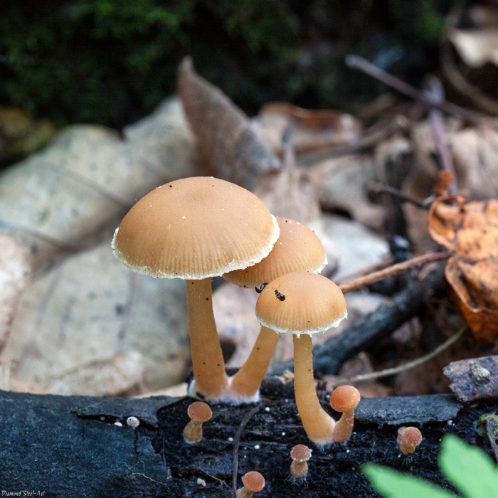 Тубария отрубистая tubaria furfuracea