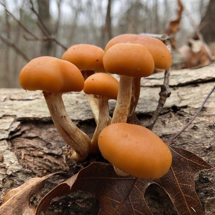 Галерина окаймлённая гриб