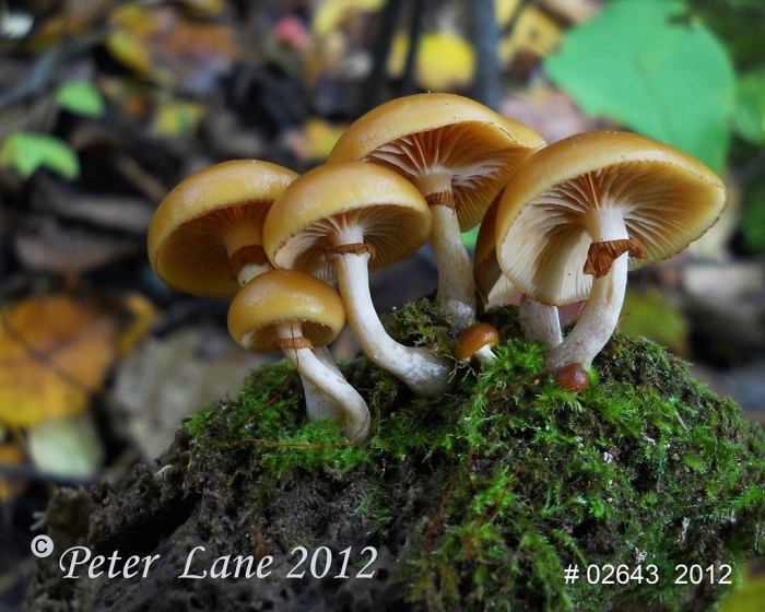 Галерина окаймленная и летний опенок