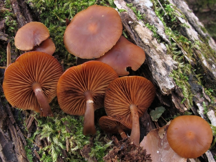 Галерина маргината