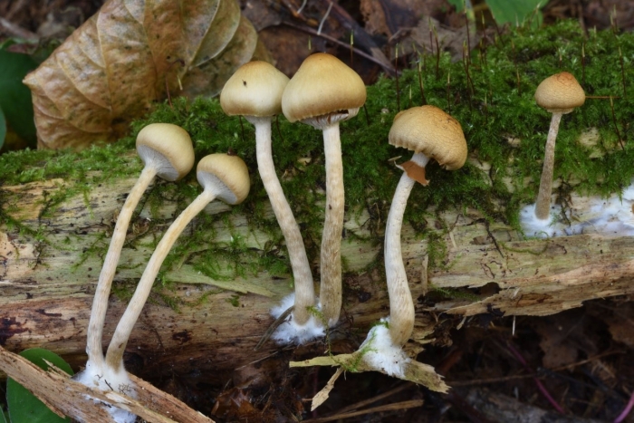 Psilocybe pelliculosa
