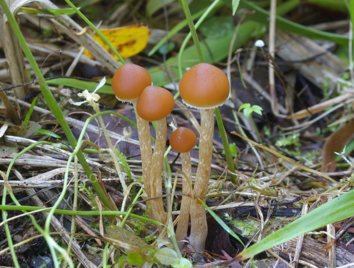 Галерина окаймлённая вишневский
