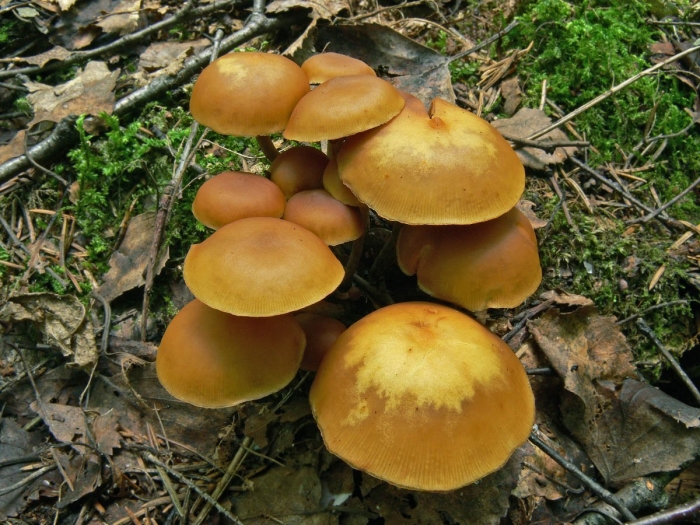 Летний опенок kuehneromyces mutabilis