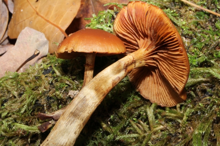 Паутинник горный cortinarius orellanus