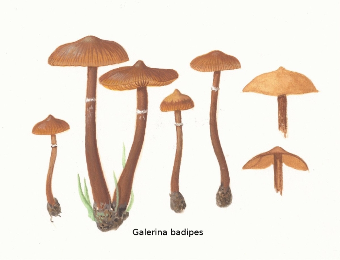 Cortinarius cinnamomeoluteus